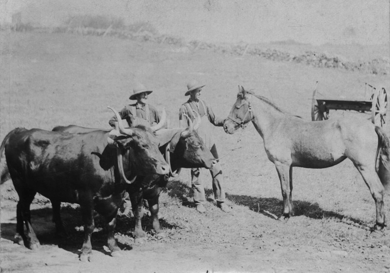 CHARLESOXENSABINCOLT1897.jpg