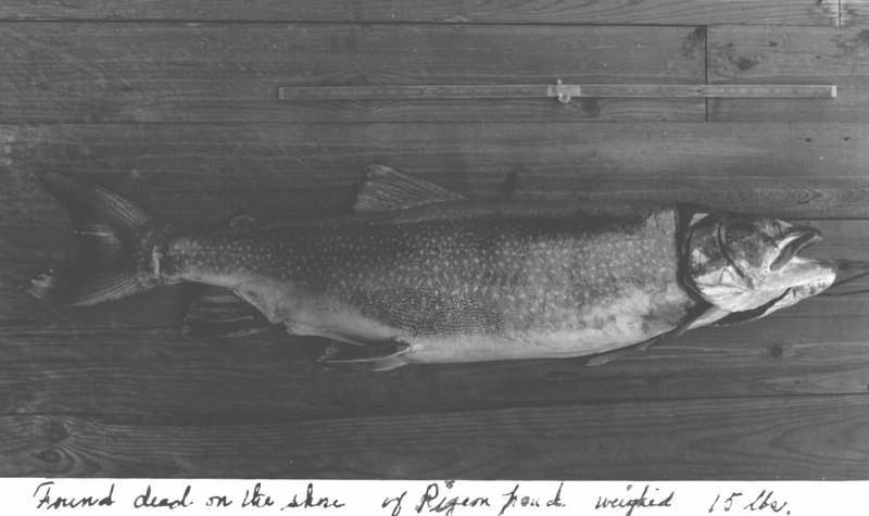 DEADFISH.jpg